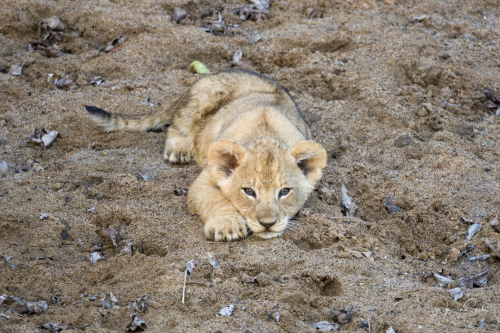 Lion Cub.jpg